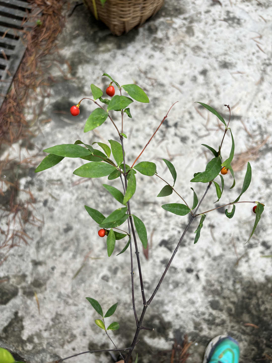 細軸蕘花